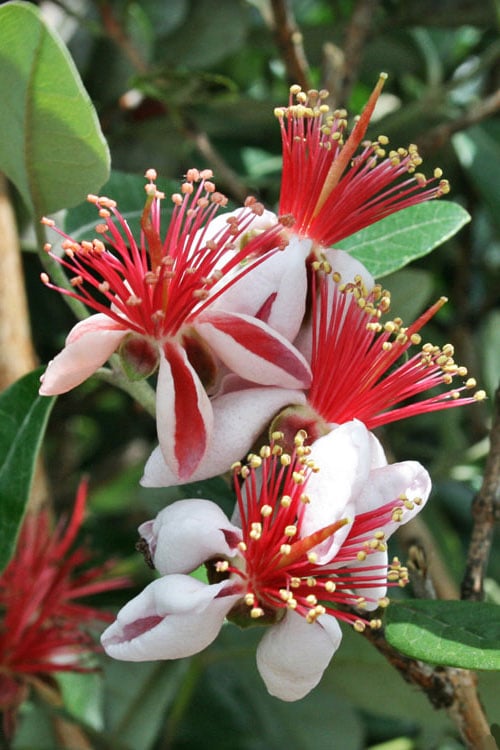  Bambina Dwarf Pineapple Guava (Feijoa Sellowiana ' Tharfiona') - 3 Gallon Pot