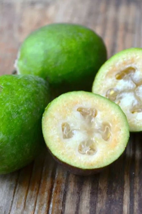  Bambina Dwarf Pineapple Guava (Feijoa Sellowiana ' Tharfiona') - 3 Gallon Pot