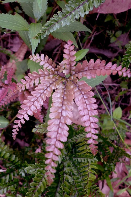  Rosy Pink Maidenhair Fern (Adiantum Hispidulum) - 1 Gallon Pot