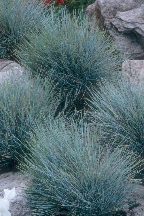  Blue Fescue Grass (Festuca Glauca) - 5 Pack Of Quart Pots