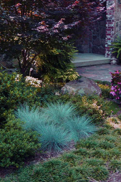  Blue Fescue Grass (Festuca Glauca) - 5 Pack Of Quart Pots