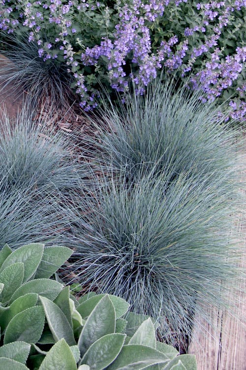  Blue Fescue Grass (Festuca Glauca) - 5 Pack Of Quart Pots