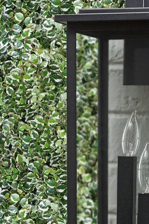  Variegated Creeping Fig - Ficus Pumila 'Variegata' - 6 Pack Of Pint Pots