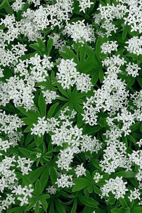  Sweet Woodruff (Galium Odoratum) - 6 Pack Of Pint Pots
