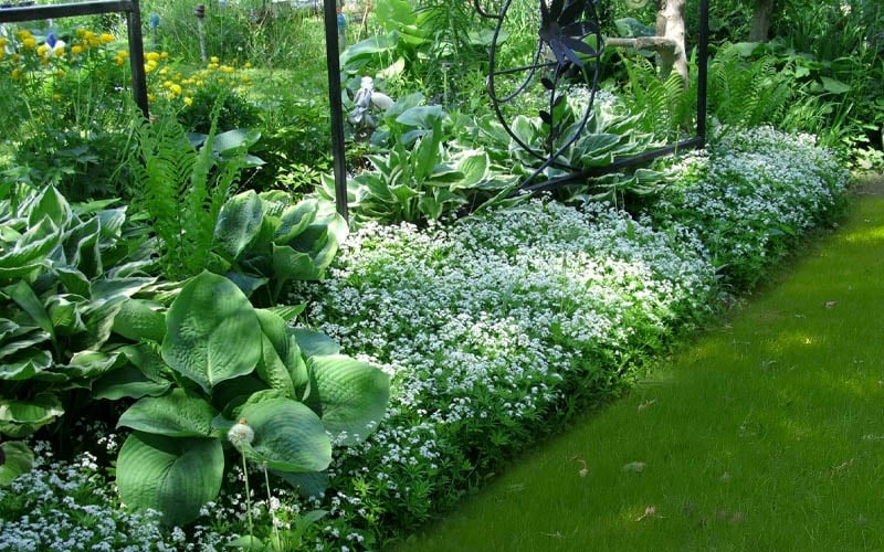  Sweet Woodruff (Galium Odoratum) - 6 Pack Of Pint Pots