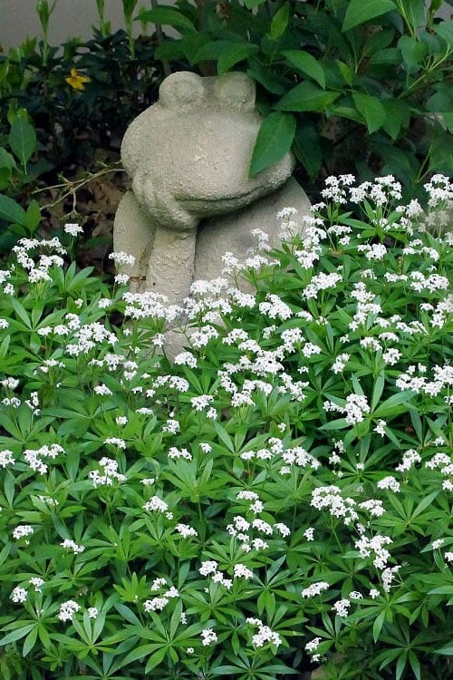  Sweet Woodruff (Galium Odoratum) - 6 Pack Of Pint Pots
