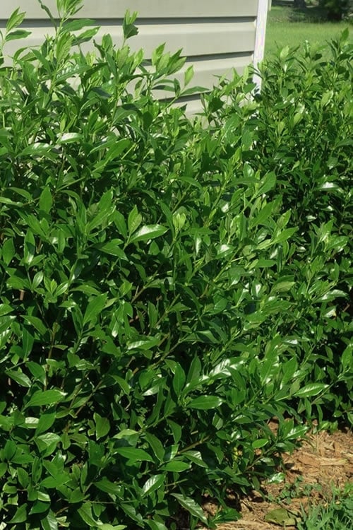  August Beauty Gardenia - 1 Gallon Pot