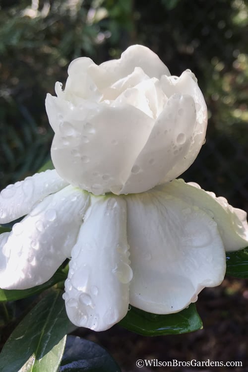  Crown Jewel Gardenia - 1 Gallon Pot