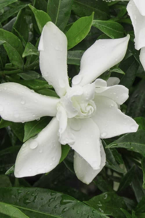  Frost Proof Gardenia - 1 Gallon Pot