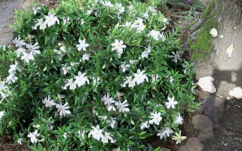  Frost Proof Gardenia - 1 Gallon Pot