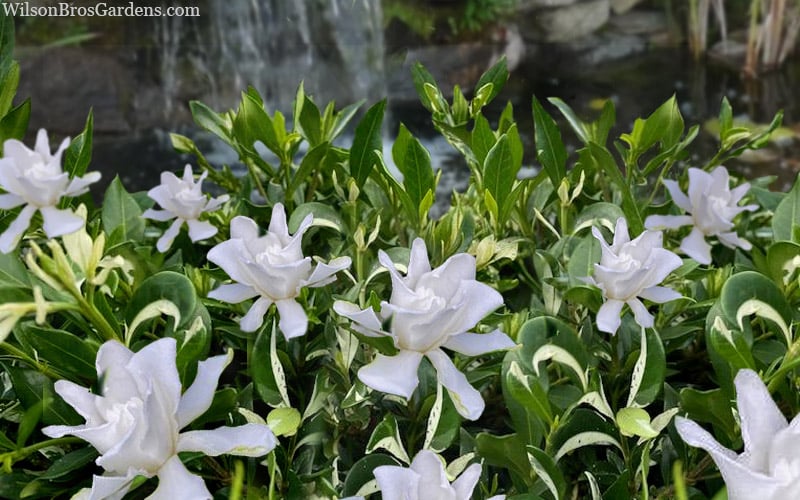  Crescent Moon Dwarf Gardenia - 6 Pack Of 1 Gallon Pots
