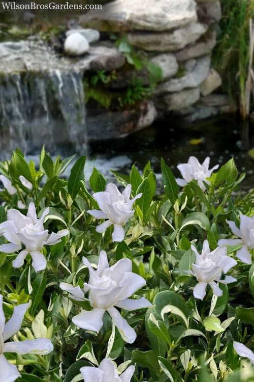  Crescent Moon Dwarf Gardenia - 6 Pack Of 1 Gallon Pots