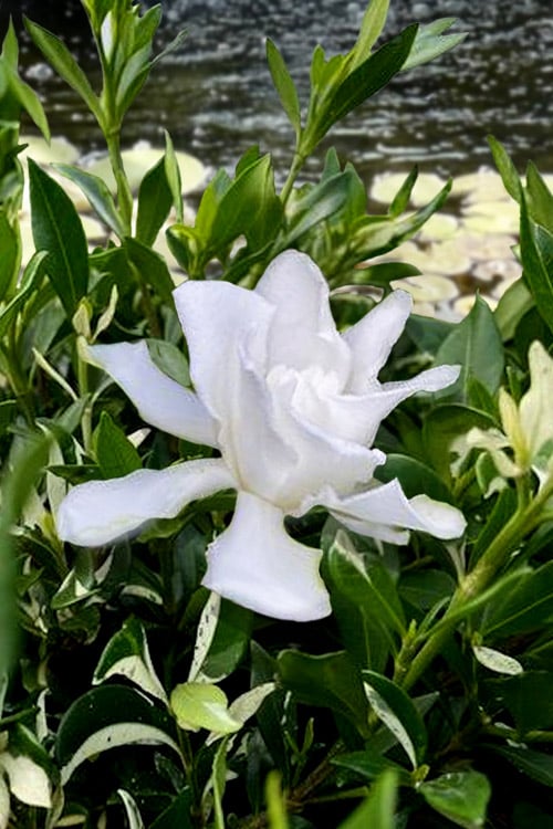  Crescent Moon Dwarf Gardenia - 6 Pack Of 1 Gallon Pots