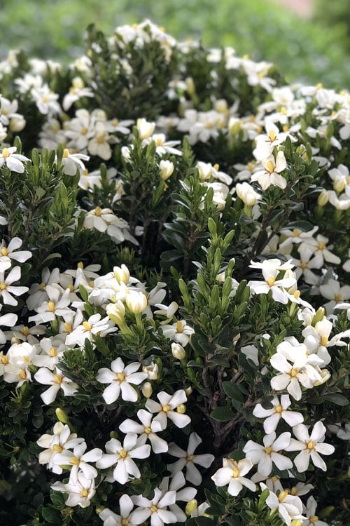 Snow Girl Hardy Dwarf Gardenia - 3 Gallon Pot