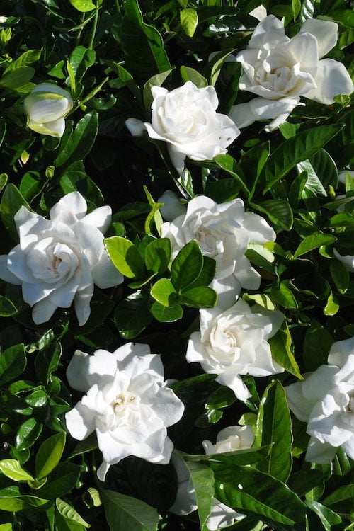  Snow Puff Hardy Gardenia - 1 Gallon Pot