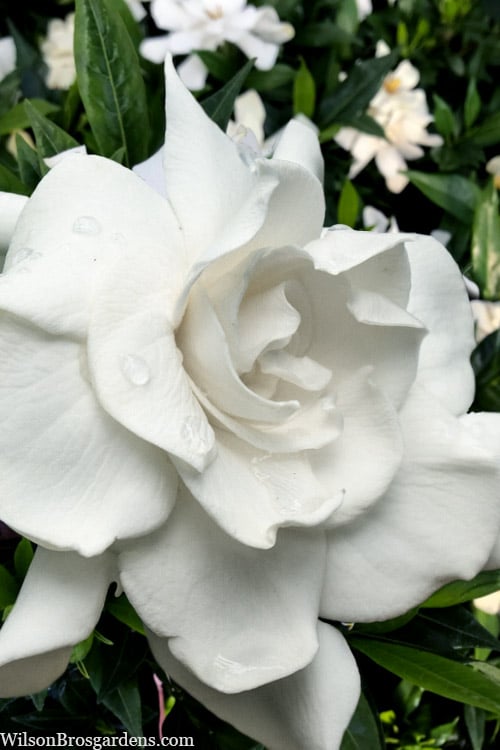  Snow Puff Hardy Gardenia - 7 Gallon Pot 