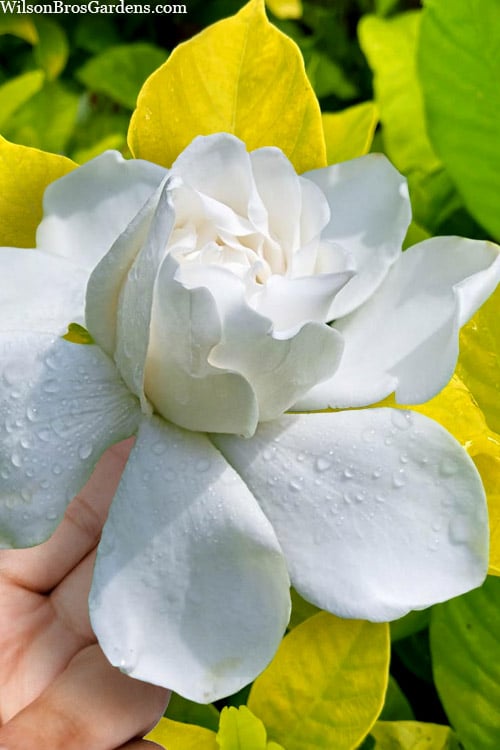  Gold Doubloon Gardenia - 6 Pack Of 1 Gallon Pots