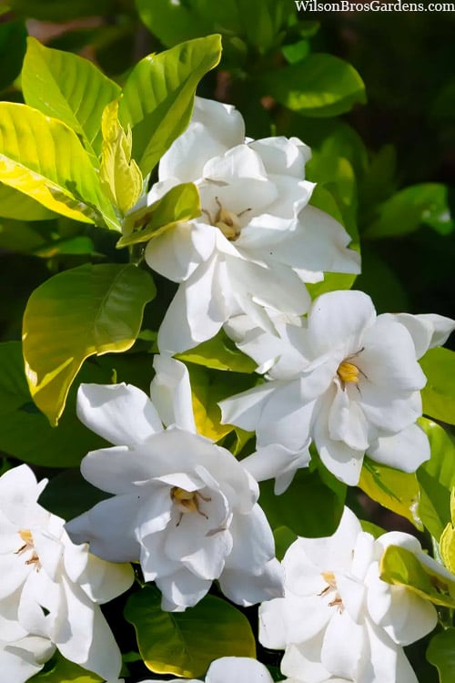  Gold Doubloon Gardenia - 1 Gallon Pot