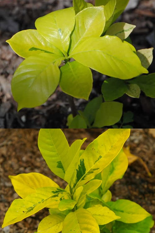  Gold Doubloon Gardenia - 3 Gallon Pot 
