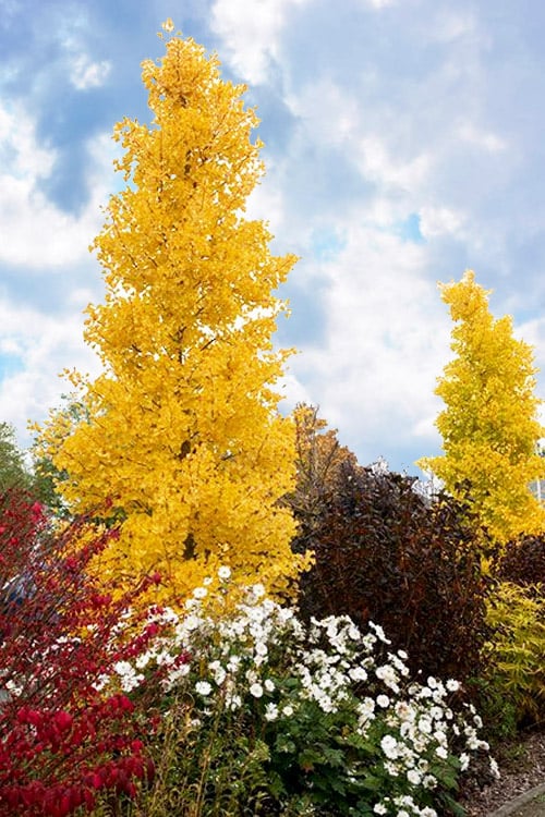  Grindstone Columnar Ginkgo Tree (Male) - 3 Gallon Pot