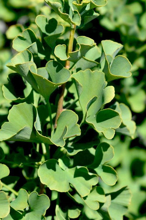  Mariken Dwarf Ginkgo Tree - 2 Gallon Pot