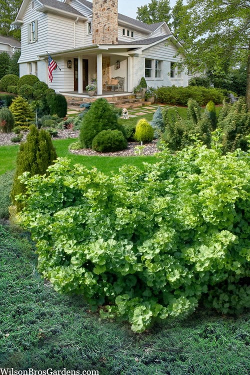  Mariken Dwarf Ginkgo Tree - 2 Gallon Pot