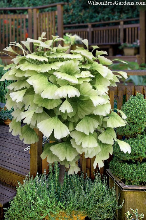  Snow Cloud Ginkgo Tree - 3 Gallon Pot