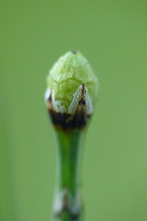  Dwarf Horsetail Reed Grass (Equisetum Scirpoides) - 1 Gallon Pot
