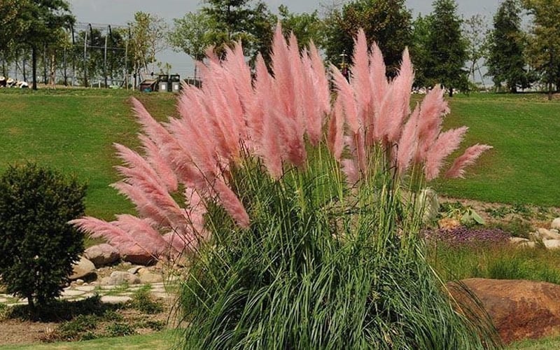  Pink Pampas Grass - 6 Pack Of 1 Gallon Pots
