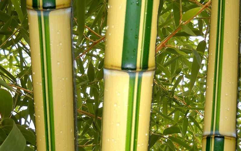  Gold Vivax Giant Timber Bamboo (Green Stripe Bamboo) - Phyllostachys Vivax 'Aureocaulis' - 3 Gallon Pot (2-4')