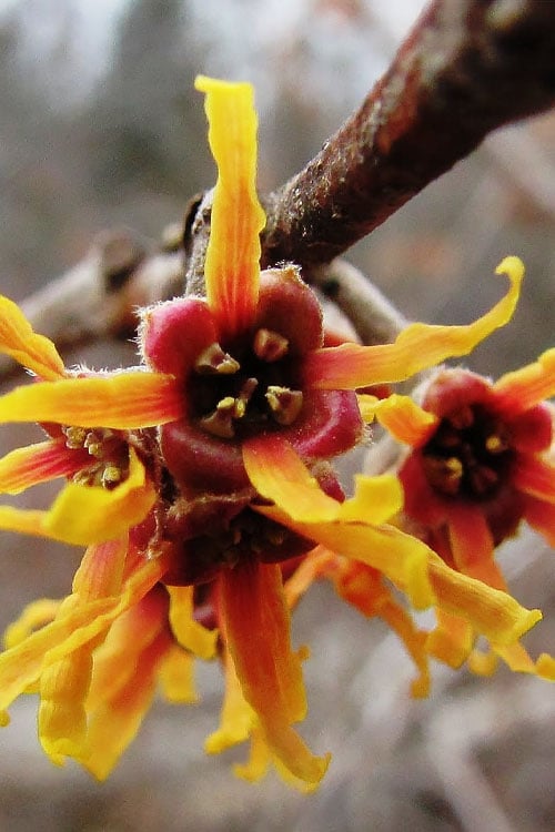  Ozark Witch Hazel (Hamamelis Vernalis) - 5 Gallon Pot 