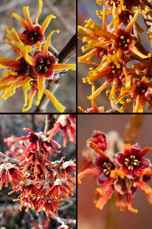  Ozark Witch Hazel (Hamamelis Vernalis) - 5 Gallon Pot 