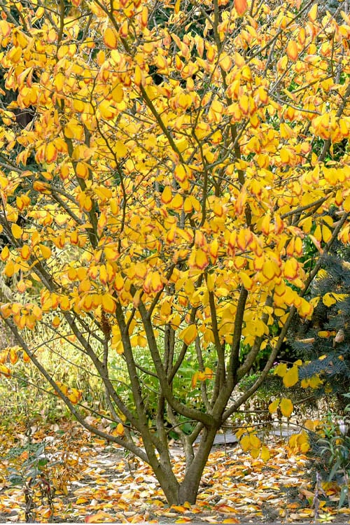  Ozark Witch Hazel (Hamamelis Vernalis) - 5 Gallon Pot 