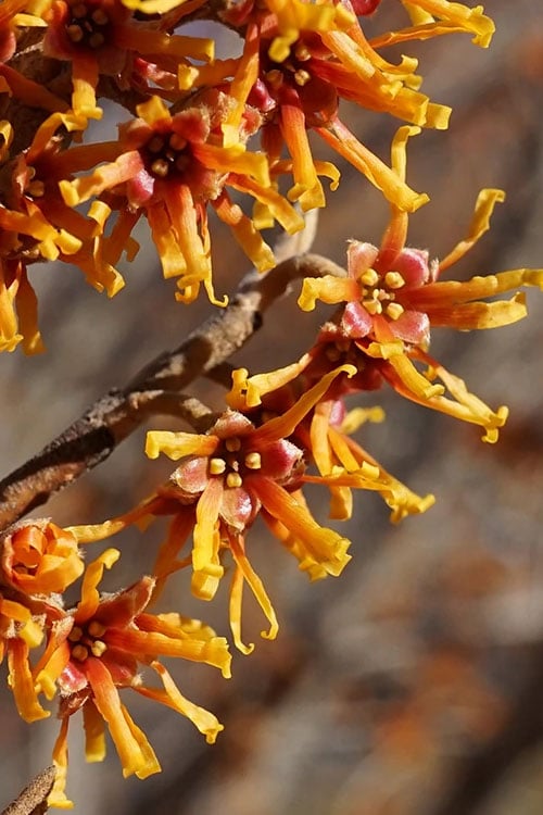 Ozark Witch Hazel (Hamamelis Vernalis) - 5 Gallon Pot 