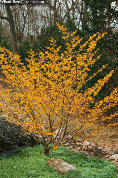  Ozark Witch Hazel (Hamamelis Vernalis) - 5 Gallon Pot 