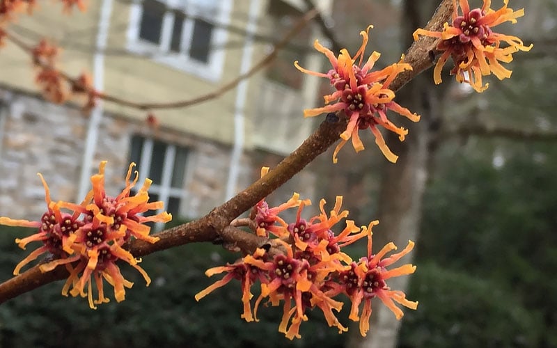  Ozark Witch Hazel (Hamamelis Vernalis) - 5 Gallon Pot 