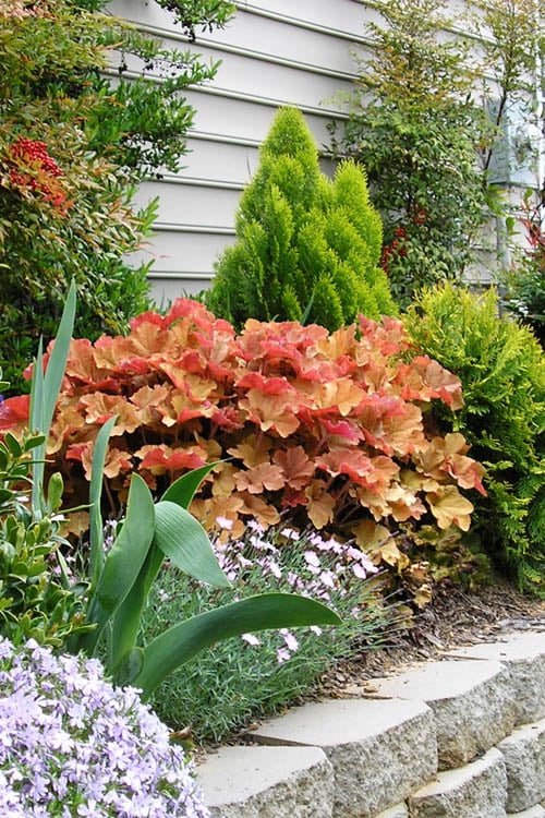  Caramel Heuchera (Villosa Hybrid) - 1 Gallon Pot