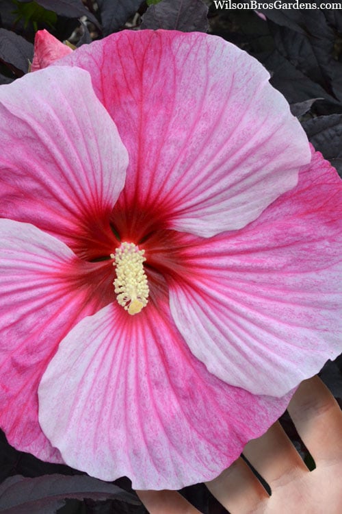  Starry Night Hardy Hibiscus (Rose Mallow) - 1 Gallon Pot