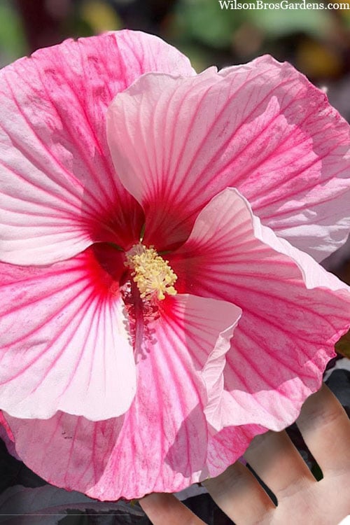  Starry Night Hardy Hibiscus (Rose Mallow) - 1 Gallon Pot