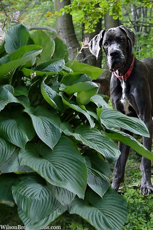  Empress Wu Giant Hosta Lily - 1 Gallon Pot