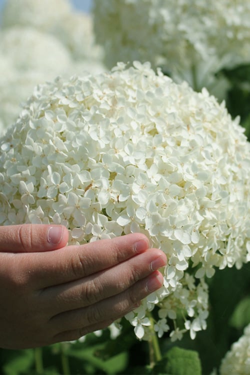  Annabelle Hydrangea - 3 Gallon Pot