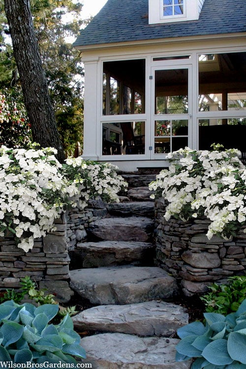  Fairytrail Bride Cascade Hydrangea - 1 Gallon Pot