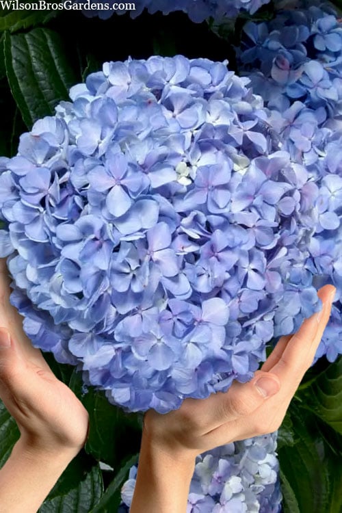  Big Daddy Hydrangea - 2 Gallon Pot