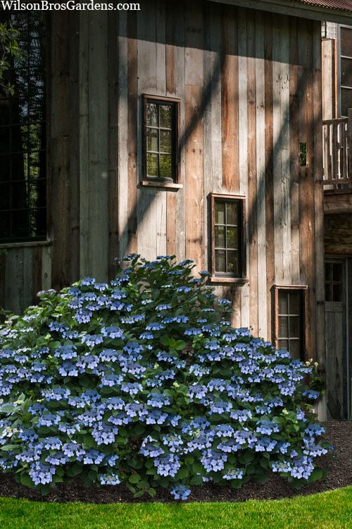  Blue Wave Lacecap Hydrangea - 3 Gallon Pot