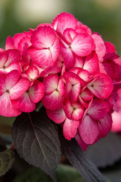 Eclipse Bigleaf Hydrangea - 3 Gallon Pot 