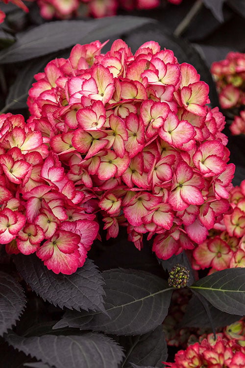  Eclipse Bigleaf Hydrangea - 3 Gallon Pot 
