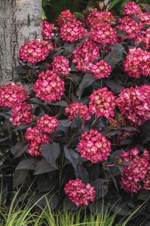  Eclipse Bigleaf Hydrangea - 3 Gallon Pot 