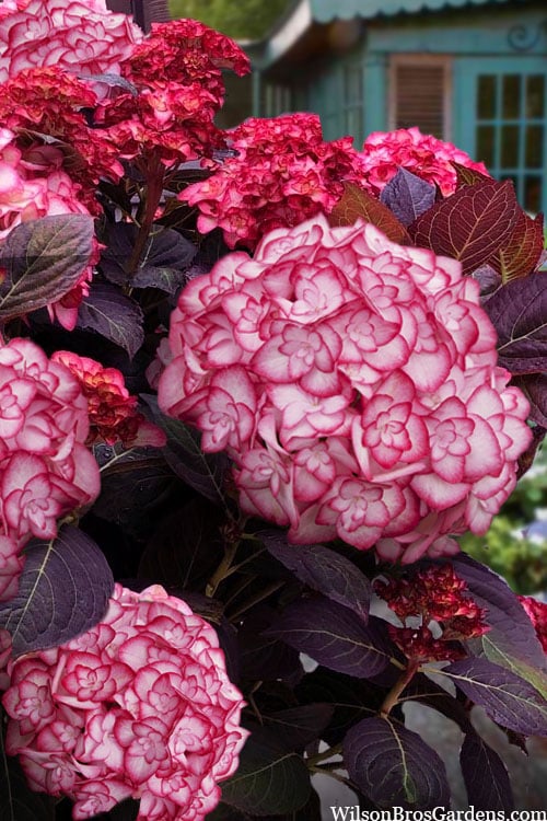  Miss Saori Hydrangea - 1 Gallon Pot 