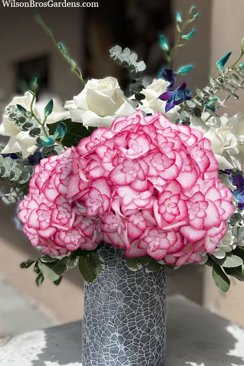  Miss Saori Hydrangea - 1 Gallon Pot 