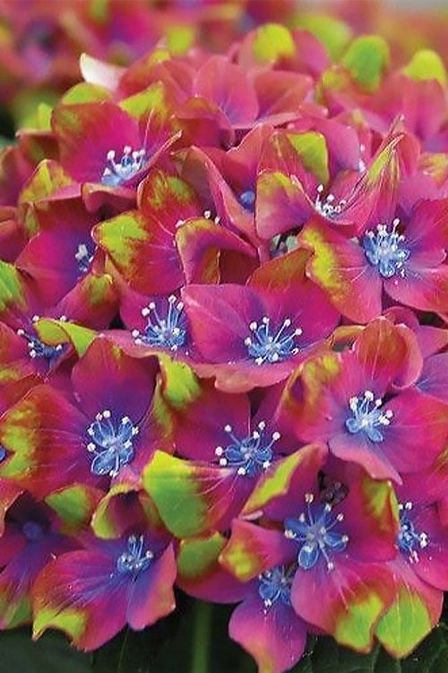  Pistachio Hydrangea - 5 Gallon Pot